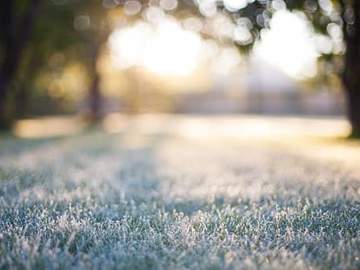 frost covered grass in sunshine